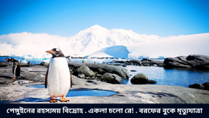 পেঙ্গুইনের রহস্যময় বিদ্রোহ . একলা চলো রে! . বরফের বুকে মৃত্যুযাত্রা